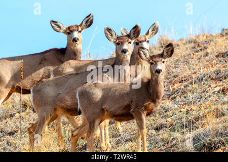 Herde Rehe grasen auf dem Berg Gras auf einer wunderschönen Colorado Rocky Mountain Frühling Morgen. Stockfoto