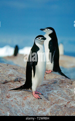 Zügelpinguin (Pygoscelis antarctica), Erwachsene an der Küste, Antarktische Halbinsel, Antarktis Stockfoto