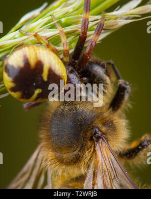Wenig Honig Biene von Spinne gefangen Stockfoto