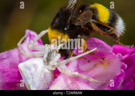 Wenig Honig Biene von Spinne gefangen Stockfoto
