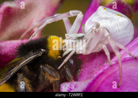 Wenig Honig Biene von Spinne gefangen Stockfoto