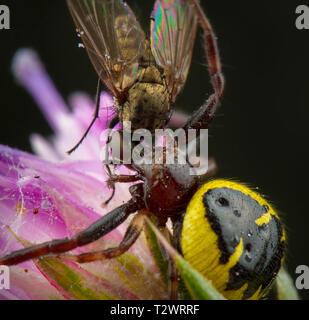 Wenig Honig Biene von Spinne gefangen Stockfoto