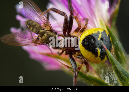 Wenig Honig Biene von Spinne gefangen Stockfoto