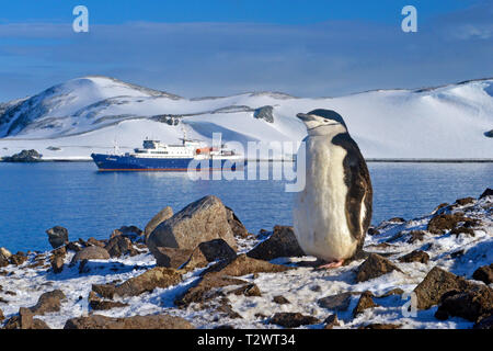 Zügelpinguin (Pygoscelis antarctica), Erwachsene an der Küste, hinter dem Expeditionsschiff M.V. Plancius, Antarktische Halbinsel, Antarktis Stockfoto