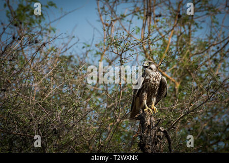 Laggar Falcon oder Falco jugger Porträt. Sieht aggressiv und Sitzen auf einer Stange im Tal chappar Hirschziegenantilope Heiligtum, Indien Stockfoto