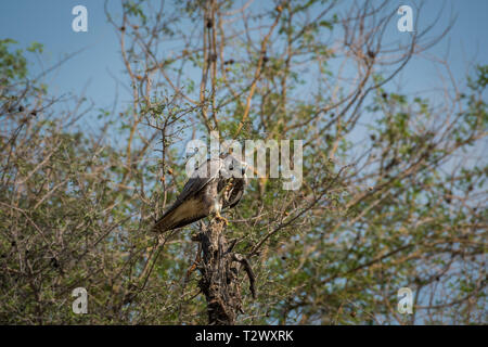 Laggar Falcon oder Falco jugger Porträt. Sieht aggressiv und Sitzen auf einer Stange im Tal chappar Hirschziegenantilope Heiligtum, Indien Stockfoto