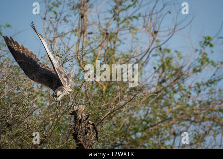 Laggar Falcon oder Falco jugger Porträt. Sieht aggressiv und Sitzen auf einer Stange im Tal chappar Hirschziegenantilope Heiligtum, Indien Stockfoto