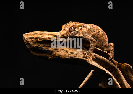 Gargoyle Gecko (Rhacodactylus auriculatus) oder neue Caledonian holprigen Gecko ist eine Pflanzenart aus der Gattung der Gecko gefunden nur am südlichen Ende der Insel Neukaledonien. Stockfoto