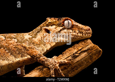 Gargoyle Gecko (Rhacodactylus auriculatus) oder neue Caledonian holprigen Gecko ist eine Pflanzenart aus der Gattung der Gecko gefunden nur am südlichen Ende der Insel Neukaledonien. Stockfoto