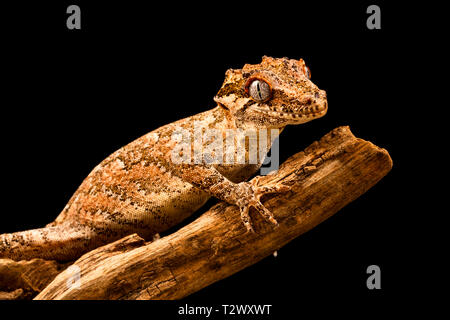 Gargoyle Gecko (Rhacodactylus auriculatus) oder neue Caledonian holprigen Gecko ist eine Pflanzenart aus der Gattung der Gecko gefunden nur am südlichen Ende der Insel Neukaledonien. Stockfoto