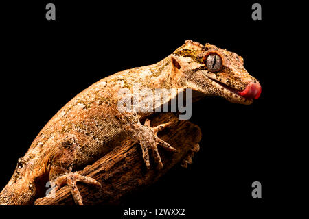 Gargoyle Gecko (Rhacodactylus auriculatus) oder neue Caledonian holprigen Gecko ist eine Pflanzenart aus der Gattung der Gecko gefunden nur am südlichen Ende der Insel Neukaledonien. Stockfoto