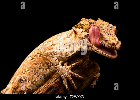 Gargoyle Gecko (Rhacodactylus auriculatus) oder neue Caledonian holprigen Gecko ist eine Pflanzenart aus der Gattung der Gecko gefunden nur am südlichen Ende der Insel Neukaledonien. Stockfoto