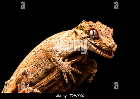 Gargoyle Gecko (Rhacodactylus auriculatus) oder neue Caledonian holprigen Gecko ist eine Pflanzenart aus der Gattung der Gecko gefunden nur am südlichen Ende der Insel Neukaledonien. Stockfoto