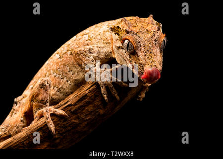 Gargoyle Gecko (Rhacodactylus auriculatus) oder neue Caledonian holprigen Gecko ist eine Pflanzenart aus der Gattung der Gecko gefunden nur am südlichen Ende der Insel Neukaledonien. Stockfoto