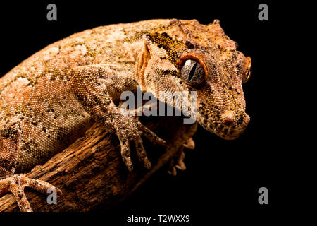 Gargoyle Gecko (Rhacodactylus auriculatus) oder neue Caledonian holprigen Gecko ist eine Pflanzenart aus der Gattung der Gecko gefunden nur am südlichen Ende der Insel Neukaledonien. Stockfoto