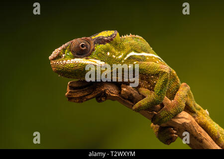 Panther chameleon (Furcifer pardalis) ist eine Pflanzenart aus der Gattung der Chamäleon im Osten und Norden von Madagaskar gefunden. Mit selektiven Fokus Nahaufnahme. Stockfoto
