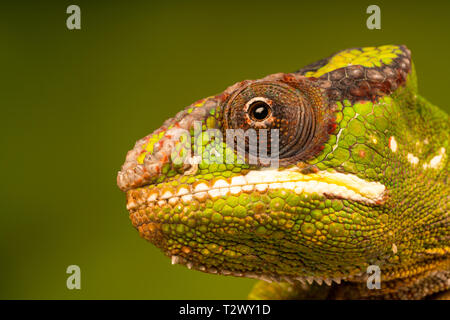Panther chameleon (Furcifer pardalis) ist eine Pflanzenart aus der Gattung der Chamäleon im Osten und Norden von Madagaskar gefunden. Mit selektiven Fokus Nahaufnahme. Stockfoto