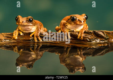 Zwei Peacock Tree Frogs (Leptopelis vermiculatus) auch als Amani Wald Treefrog oder vermiculated Baum trog bekannt, sind Froscharten, die in einem Wald gefunden Stockfoto