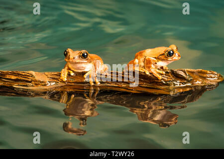 Zwei Peacock Tree Frogs (Leptopelis vermiculatus) auch als Amani Wald Treefrog oder vermiculated Baum trog bekannt, sind Froscharten, die in einem Wald gefunden Stockfoto