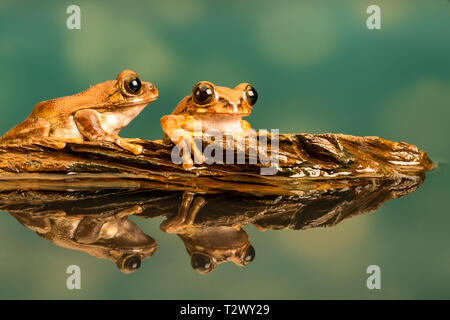 Zwei Peacock Tree Frogs (Leptopelis vermiculatus) auch als Amani Wald Treefrog oder vermiculated Baum trog bekannt, sind Froscharten, die in einem Wald gefunden Stockfoto