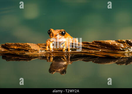 Peacock Laubfrosch (Leptopelis vermiculatus) auch als Amani Wald Treefrog oder vermiculated Baum trog bekannt, ist Froscharten, die in den Wald gefunden Ich Stockfoto