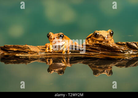 Zwei Peacock Tree Frogs (Leptopelis vermiculatus) auch als Amani Wald Treefrog oder vermiculated Baum trog bekannt, sind Froscharten, die in einem Wald gefunden Stockfoto