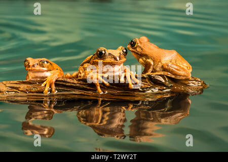 Drei Peacock Tree Frogs (Leptopelis vermiculatus) auch als Amani Wald Treefrog oder vermiculated Baum trog bekannt, sind Arten von Frosch im Wald gefunden Stockfoto