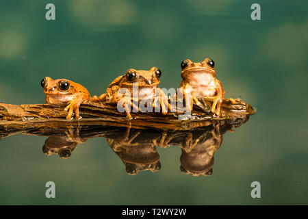 Drei Peacock Tree Frogs (Leptopelis vermiculatus) auch als Amani Wald Treefrog oder vermiculated Baum trog bekannt, sind Arten von Frosch im Wald gefunden Stockfoto