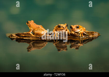 Drei Peacock Tree Frogs (Leptopelis vermiculatus) auch als Amani Wald Treefrog oder vermiculated Baum trog bekannt, sind Arten von Frosch im Wald gefunden Stockfoto