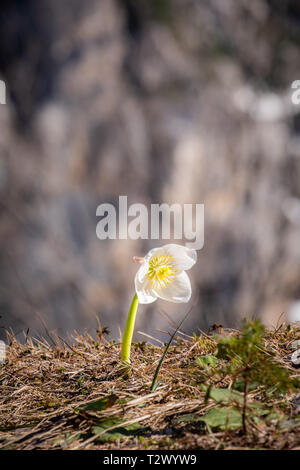 Helleborus niger Christrose oder schwarze Nieswurz blüht in den Julischen Alpen ein Pass Vrsic in Slowenien, Europa Stockfoto