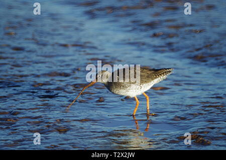 Gemeinsame Rotschenkel (Tringa totanus) Fütterung auf Würmer aus der Exe Estuary Watt durch Turflock. Devon, UK. Stockfoto