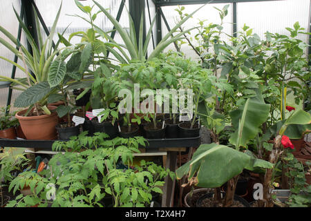 Tomaten warten auf Blumenerde in einem überfüllten Gewächshaus. Stockfoto