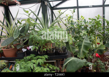 Tomaten warten auf Blumenerde in einem überfüllten Gewächshaus. Stockfoto