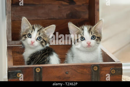 Zwei süße Baby Katze Kätzchen, gestromt mit Weiß, zusammen zu sitzen nebeneinander in einer kleinen Holzkiste und neugierig beobachtete mit großen Augen Stockfoto