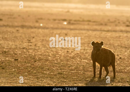 Silhouette von Hyäne ruht bei Sonnenaufgang in Masai Mara Stockfoto