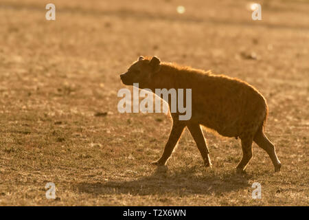 Silhouette von Hyäne ruht bei Sonnenaufgang in Masai Mara Stockfoto