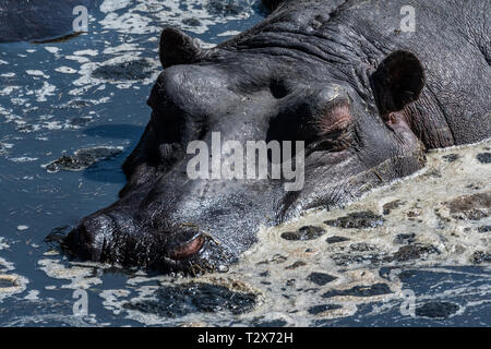 Flusspferde in schlammigen Wasser ruhen unter der heißen Sonne in Masai Mara Stockfoto