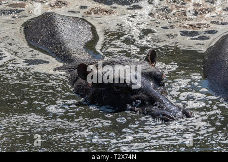 Flusspferde in schlammigen Wasser ruhen unter der heißen Sonne in Masai Mara Stockfoto