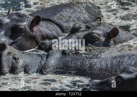 Flusspferde in schlammigen Wasser ruhen unter der heißen Sonne in Masai Mara Stockfoto