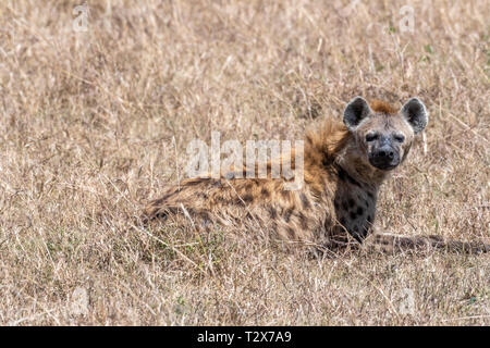 Baby Hyäne in Tag Zeit ruhen, Maasai Mara Stockfoto