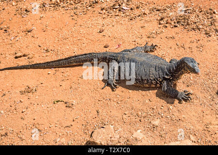 Schließen Sie das Wasser Monitor oder Varanus Salvator auf trockenen felsigen Boden Stockfoto