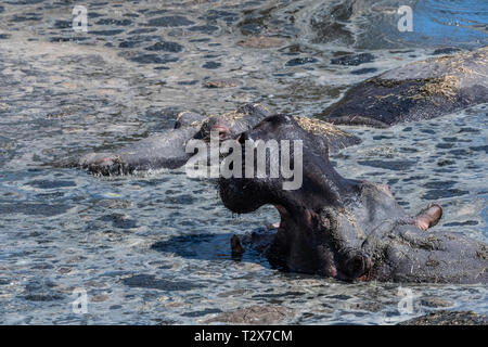 Flusspferde in schlammigen Wasser ruhen unter der heißen Sonne in Masai Mara Stockfoto