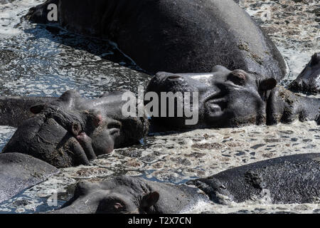 Flusspferde in schlammigen Wasser ruhen unter der heißen Sonne in Masai Mara Stockfoto