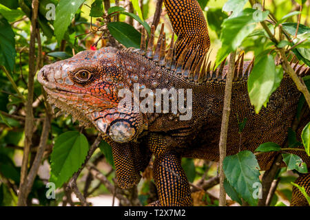 Leiter der grüne Leguan Nahaufnahme Stockfoto
