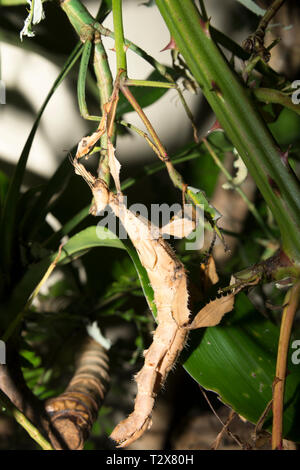 Stacheligen Stick Insect (Extatosoma tiaratum) Stockfoto