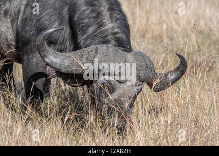 Büffel Fütterung auf trockenem Gras allein in Masai Mara Stockfoto