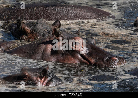 Flusspferde in schlammigen Wasser ruhen unter der heißen Sonne in Masai Mara Stockfoto