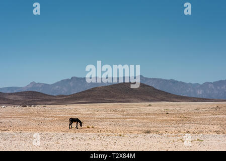 Ein einsamer Esel grasen, in der weiten und unwirtlichen Landschaft Namibias Stockfoto