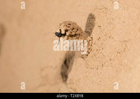 Gemeine Schornsteinwespe, Odynerus spinipes, stacheligen Mason Wasp Stockfoto