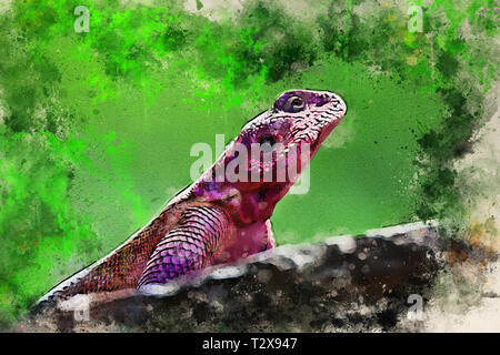 Mwanza Flachbild-headed rock Agama agama mwanzae oder auf einem Stein saß Stockfoto